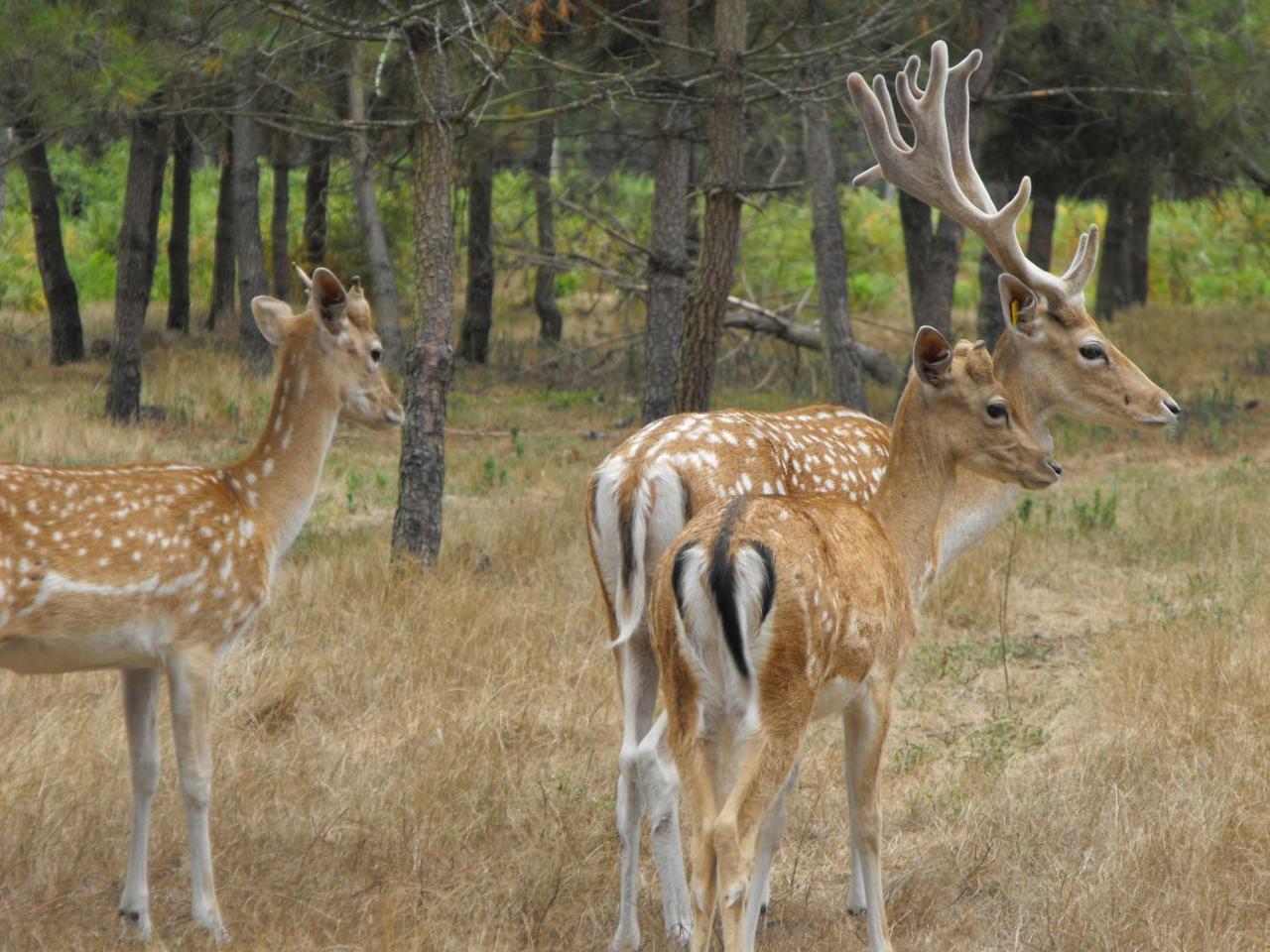 Cabane Des Cerfs Allons  エクステリア 写真